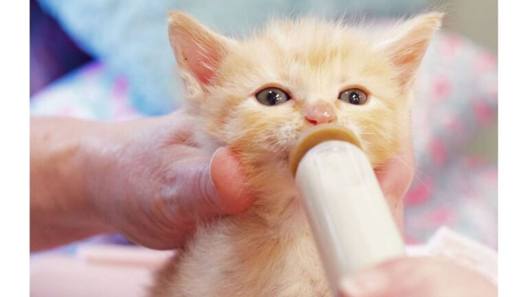 Texas Girl Buys Scruffy Kitten At Flea Market For $1 And Soon Discovers He’s Worth A Fortune