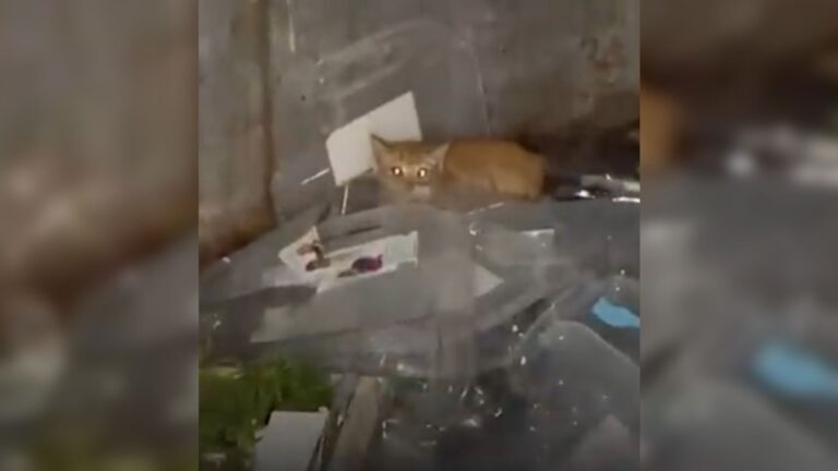 New Jersey Friends Spot Something Heartbreaking Among Broken Glass In A Dumpster And Rush In