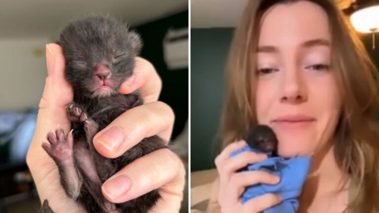 Hawaii Kitten ‘Mistakenly’ Abandoned Gets Second Chance And Believes Her Rescuer Is Her Mom