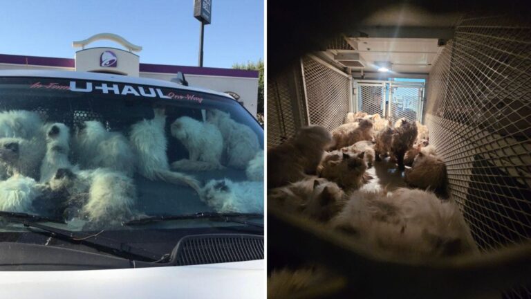 California Cops Check Van Parked Outside Taco Bell In Scorching Heat And Are Left Horrified