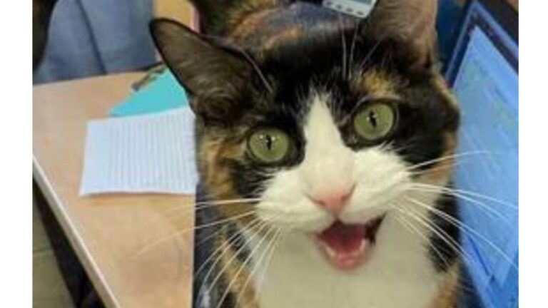 Maryland Shelter Shares Hilariously Honest Post About Cat And It Changes Everything