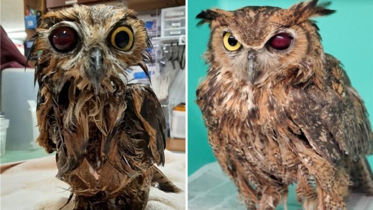 Owl Saved From Manure Pit Leaves PA Rescuers Stunned After Discovering What Caused Its Collapse