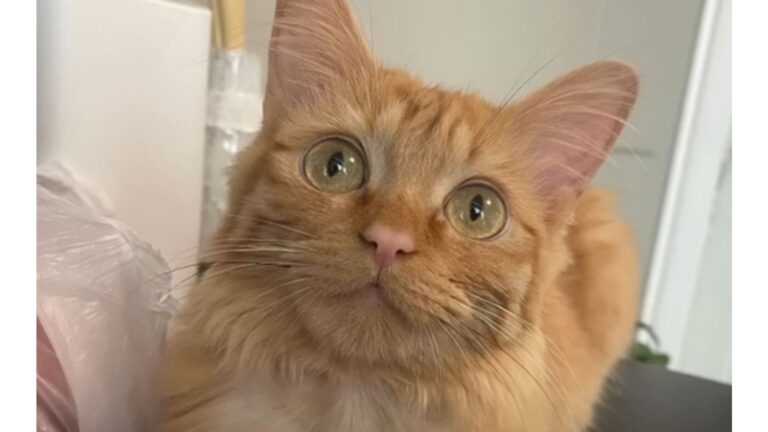 Kitten Abandoned At Nevada Animal ER Gets New Home, Then Doctors Reveal Something Heartbreaking