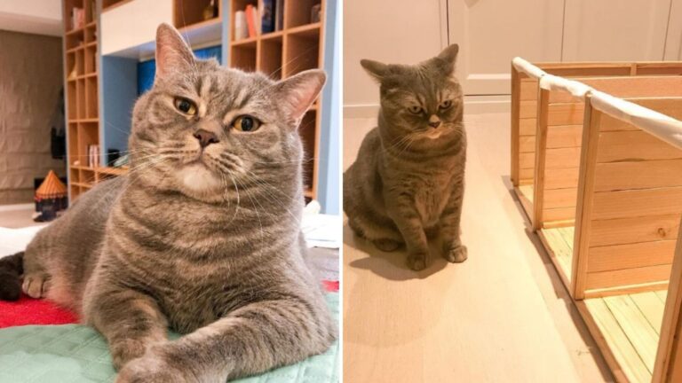 Ohio Family Figures Out How To Stop Their Greedy Cat From Stealing Kittens’ Food