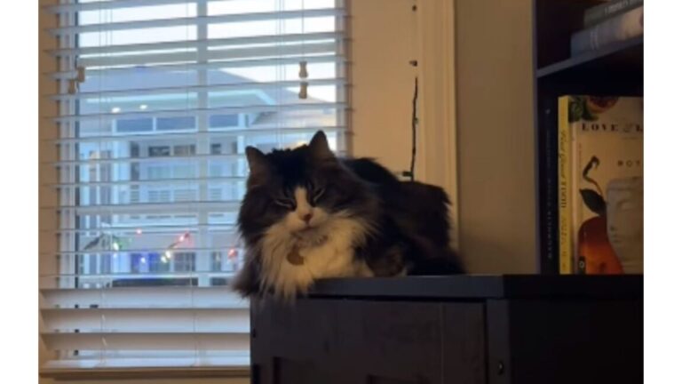 Florida Family Almost Cancels Vacation After Seeing What Their Cat Does On Pet Cam