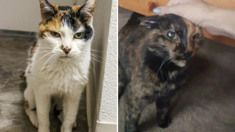 San Diego Couple’s Adoption Plan Changes Instantly When They Meet Two Cats Who Can’t Be Apart