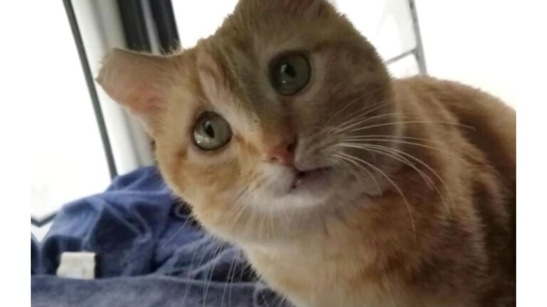 Trucker Loses His Beloved Cat, Then On His Way To Ohio Something Incredible Happens