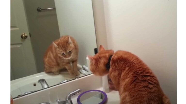 Pennsylvania Cat Talks To Himself In The Mirror, Family Catches The Hilarious Moment On Camera