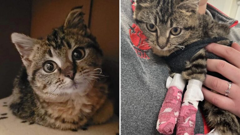Tiny Kitten Crawls Into Brush Pile In Massachusetts, Unaware Of The Danger Ahead