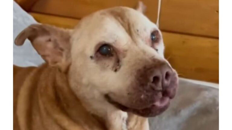 Chicago Dog Gave Her Best Years To Her Family, But What They Did To Her Was Heartbreaking