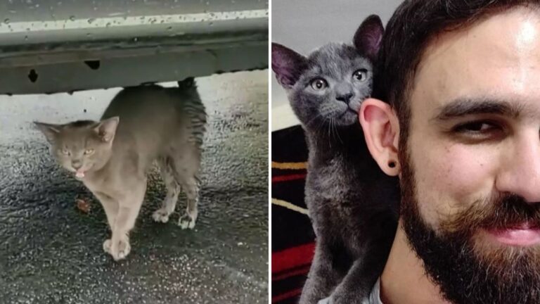 Texas Man Finds Fragile Kitten On The Street And The Unexpected Encounter Changes His Whole Life