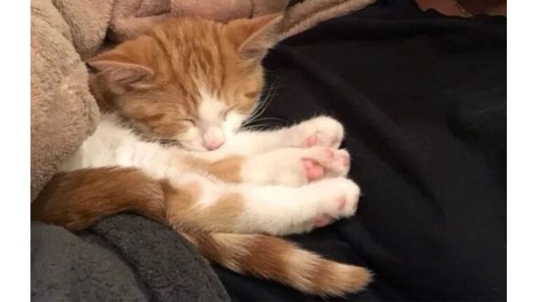Colorado Groomer Tries To Find A Home For A Stray Kitten But Ends Up Finding Her Best Friend