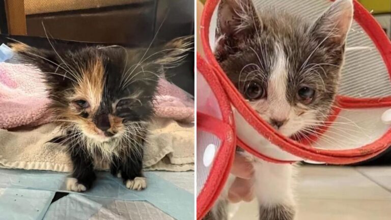 California Team Rescues 2 Sister Kittens In Terrible Shape, Then Discover How Special They Are