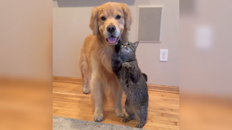 Clingy Cat In Minnesota Pushes Her Dog Sibling To His Limit And It’s Hilarious To Watch