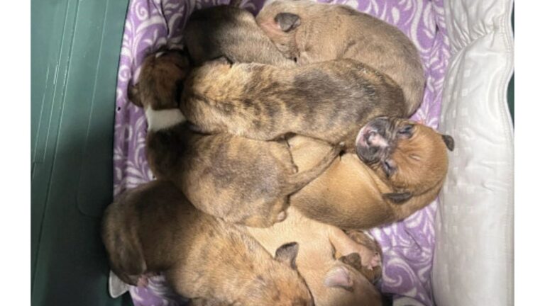 NJ Officers Respond To Call About Abandoned Puppies, Then Discover Something Heartbreaking