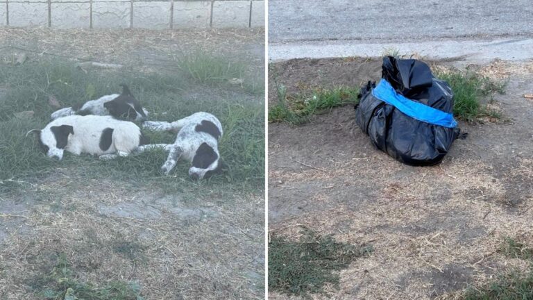 LA Woman Finds Puppies Huddled Together Next To A Sealed Bag, The Next Moment Leaves Her Shaken