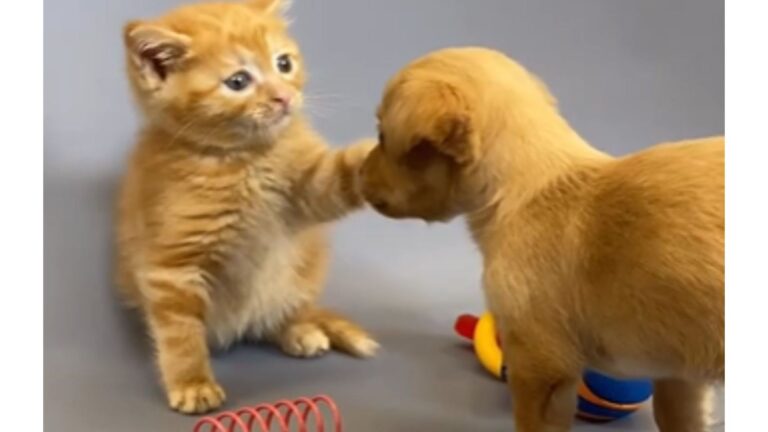 North Carolina Shelter Staff Introduces Two Newest Rescues, What Happens Next Is Unforgettable