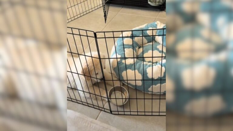 Florida Pup Has A Full Meltdown Over An Empty Bowl And The Internet Is Obsessed