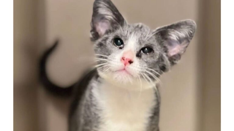 California Shelter In Awe After New Kitten Arrives With Something Unusual On His Head