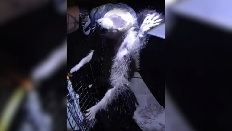 Colorado Resident Hears Movement In Their Wood Stove And Freezes When They Look Inside