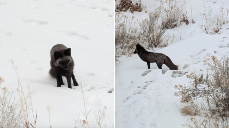 Colorado Ranger Thinks He’s Looking At A Stray Dog, Then Discovers Something Extremely Rare