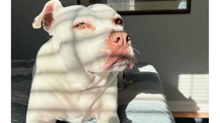 New Jersey Woman Decides To Foster Shelter Dog For A Few Hours, What Happens Next Is Incredible