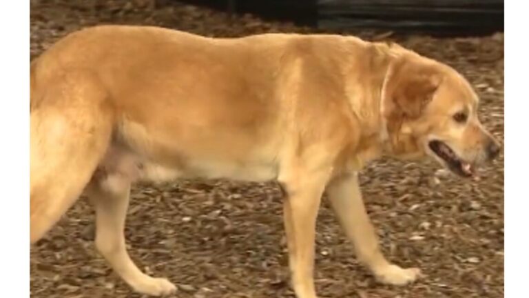 Florida Team Finds Nearly 100 Dots On Dog’s X-Ray And Are Left Stunned
