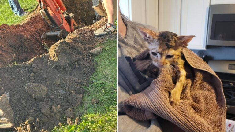 Faint Meows Lead Iowa Team To Dig For Hours To Save A Kitten Trapped Over 6 Feet Underground