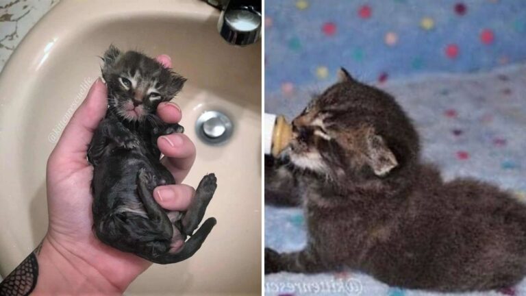 Tiny Kitten Shivering On California Streets Doesn’t Know He’s About To Get Very Lucky