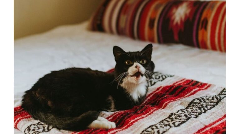 Utah Cat Without Front Legs Is Proving Nothing Can Hold Him Back