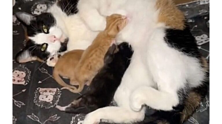 Watch The Heartwarming Moment Mama Cat Adopts Orphaned Kitten At Illinois Shelter