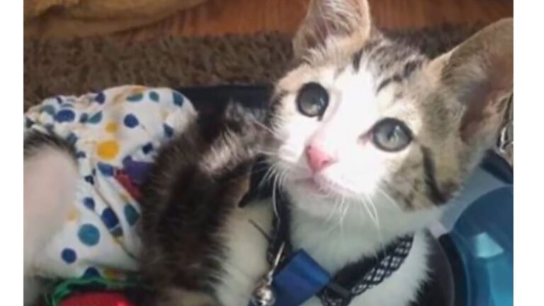 New Jersey Kitten Nearly Loses Everything After 15-Foot Fall, Then He Meets His Hero