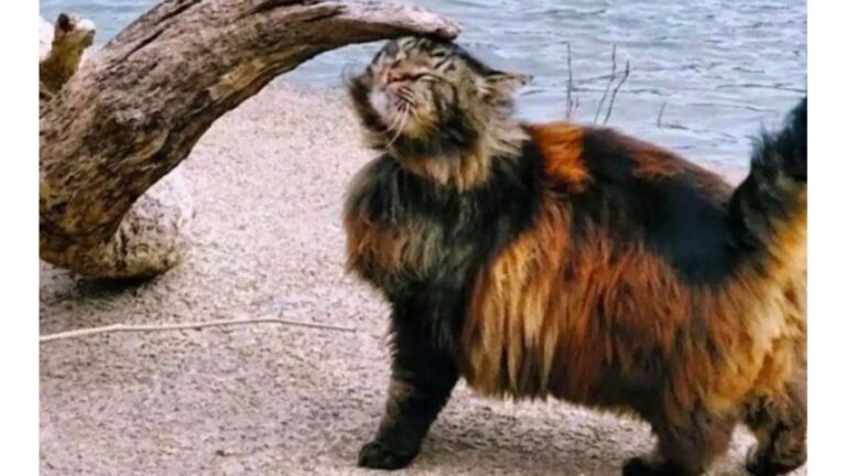 Maryland Woman’s Getaway Takes An Unexpected Turn When Elderly Stray Cat Runs Straight To Her