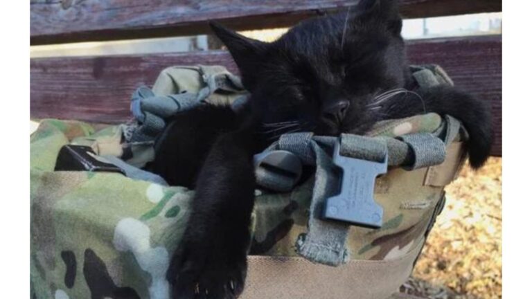 Texas Soldier Finds Kitten Sleeping In His Helmet, And The Moment Leads To Something Amazing
