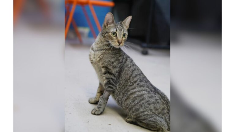Adopted Cat Returns To Texas Shelter After Family Notices She Mysteriously Stopped Walking