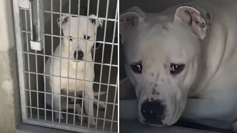 Virginia Woman Saves Deaf Shelter Dog From Euthanasia, Wait Till You See His Reaction