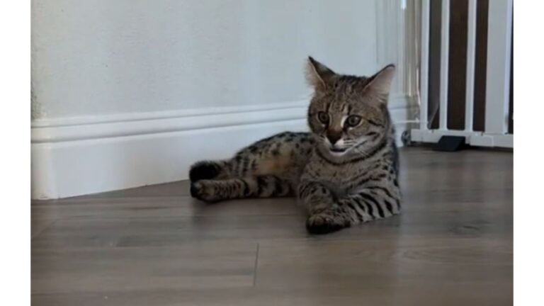 California Woman Adopts Savannah Kitten And Can’t Believe What He Turns Into