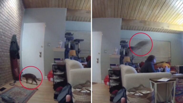Chicago Man And His Dog Watch In Shock As Cat Suddenly Flies Across The Room