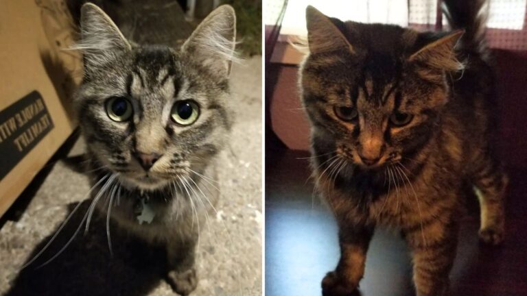 Washington Woman Found A Cat Outside Her Home And What She Discovered Next Took Her By Surprise