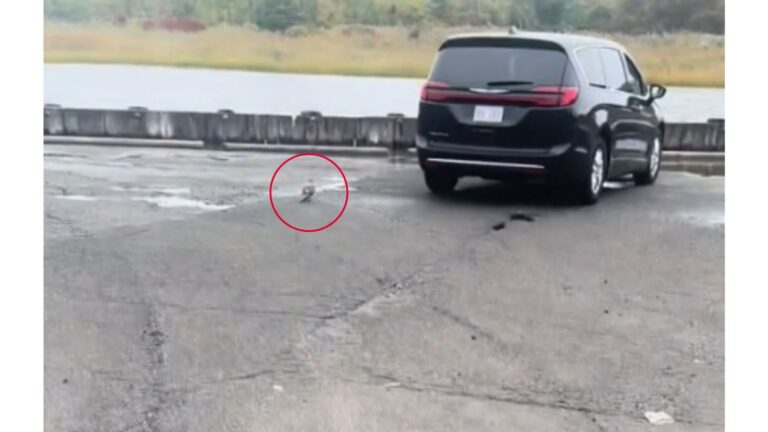 People Spot Gray Lump At NY York Seaport And Their Hearts Drop When They Realize What It Is