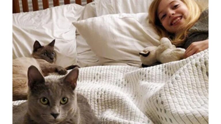 Seattle Couple Surprises Their Daughter With Cats That Look Just Like Her Toys