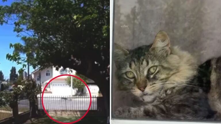 California Woman Watches Footage Of Her Cat Facing A Coyote And Can’t Believe What It Does