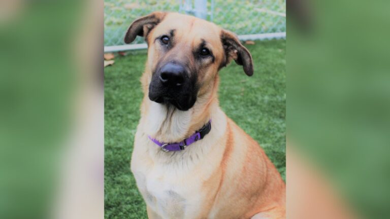 Ohio Woman Pulls Over For Freezing Dog By The Roadside And Can’t Believe What He’s Doing