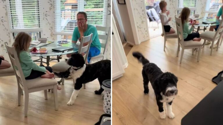 Ohio Family Notices Their Dog Fixated On Their Daughter And Realizes The Urgent Warning