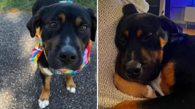 Virginia Woman Took Shelter Dog For Sleepover, She Had No Idea What Would Happen Next