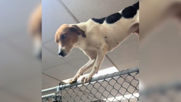 Virginia Shelter Dog Reaches Her Breaking Point And What She Does Next Is Absolutely Crushing