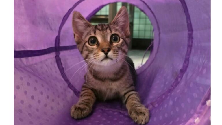 South Carolina Shelter Worker Walks Into Cat Room And Can’t Believe What She Sees