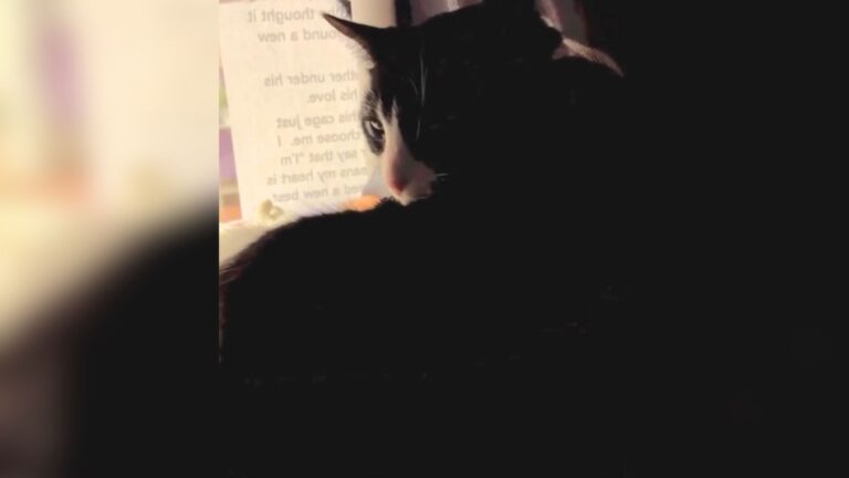 Florida Shelter Shared Heartbreaking Note On Cat’s Kennel, What Followed Was Incredible
