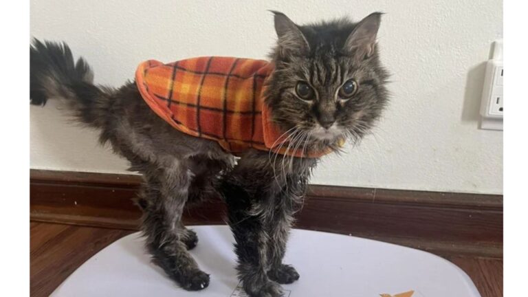 Senior Cat Arrives At Milwaukee Shelter Barely Moving, What Happens Next Is Incredible