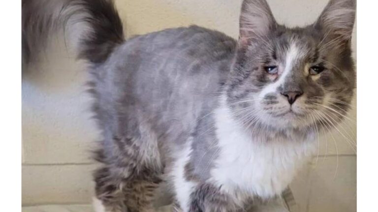 NY Cat Survives Years In Neglect Along With 40 Others Before Rescue Changes Everything